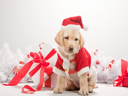 Cute Puppy - pretty, magic, gifts, dog, holiday, xmas, face, merry christmas, ball, beauty, colors, white, new year, cute, gift, bow, animals, eyes, dog face, paws, dogs, red, magic christmas, ribbon, christmas dog, box, puppy, hat, happy new year, balls, beautiful, puppies, lovely, sweet, christmas, adorable