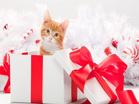 Adorable Cat - pretty, magic, holiday, xmas, face, merry christmas, ball, christmas cat, beauty, colors, white, new year, cute, gift, bow, animals, cat face, eyes, kitten, red, magic christmas, cats, ribbon, box, happy new year, balls, beautiful, photography, lovely, sweet, cat, christmas, adorable, kitty