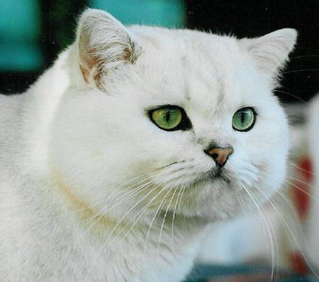 gorgeous white cat - white, gorgeous, green eyes, lovely, cat