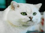 gorgeous white cat