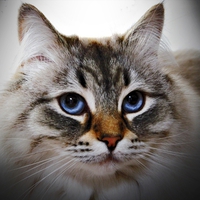 lovely cat