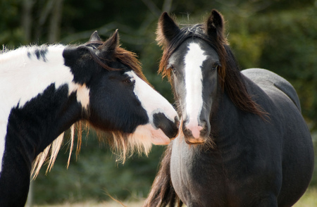 Friendship - powerful gorgeous, foal, mare, cavalo, stallion, horse, animals