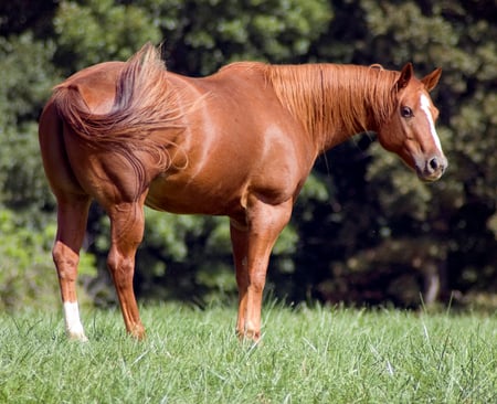 Quarter Mile - powerful gorgeous, foal, mare, cavalo, stallion, horse, animals