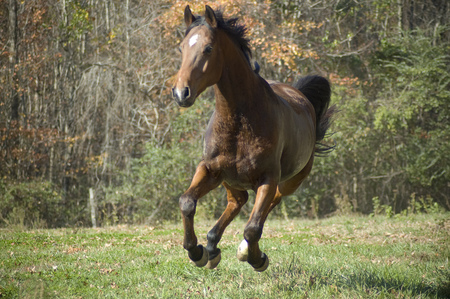 Horse - foal, horse, mare, animals, stallion, cavalo, powerful gorgeous