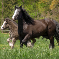 Mare and foal