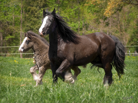 Mare and foal - powerful gorgeous, foal, mare, cavalo, stallion, horse, animals