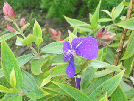 Purple flower - simple, dominican republic, puerto plata, beautiful