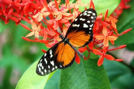 Butterfly on Flowers - beautiful, on flowers, butterfly, picture