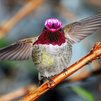 Humming Bird