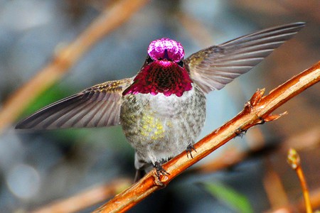 Humming Bird - bird, picture, beautiful, humming