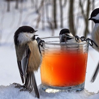 Thirsty Birds