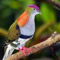 Colorful Dove