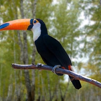 Toucan Bird