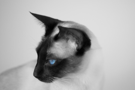 Blue Eyes - black, pet, white, blue, cute, eyes, siam, cat