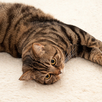 beautiful cat for BlueAngelAndreea