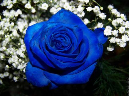 rose bleu - rose, bleu, magnifique, fleur