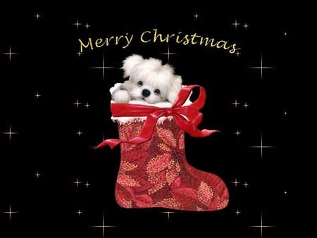 Puppy in stocking - christmas, holiday, dog, puppy, stocking