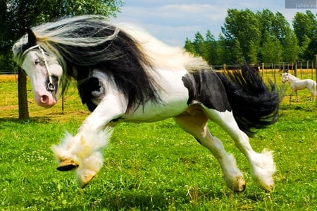 Flying - vanner, beautiful, flying, elegatn, gypsy, horse, gorgeous, foal, mare, powerful, stallion, cavalo, animals