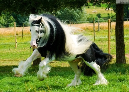 Gorgeous - vanner, beautiful, elegatn, gypsy, horse, gorgeous, foal, mare, powerful, stallion, cavalo, animals