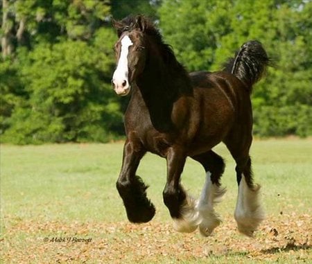 Gypsy Vanner - powerful, elegatn, animals, mare, gorgeous, vanner, horse, beautiful, cavalo, stallion, foal, gypsy