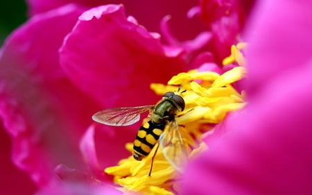 bee on flower - colours, bee, nature, insect, flower