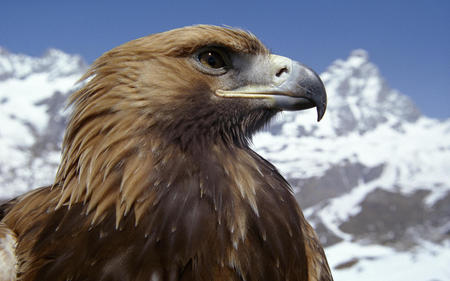 eagle - bird, eagle, nature, animals