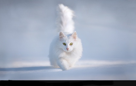 White on white - snow, cute, green eyes, cat