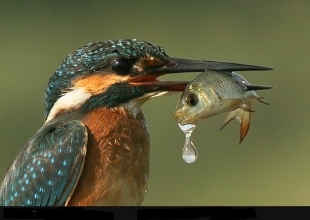 Last Drop - bird, drop, water, the end, doom, fish