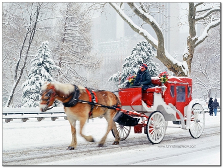 winter time - horse, winter, carriage, park, snow