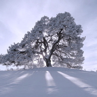 Winter tree