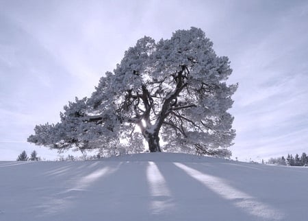 Winter tree - sky, rays of light, winter, tree, snow