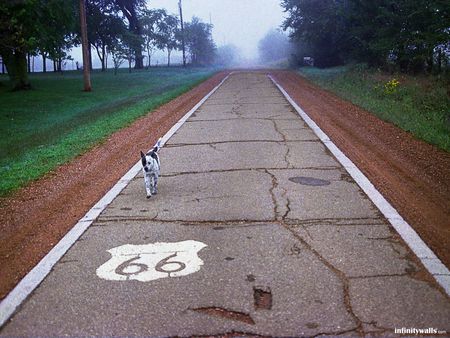 route 66 - tree, road, dog, haze