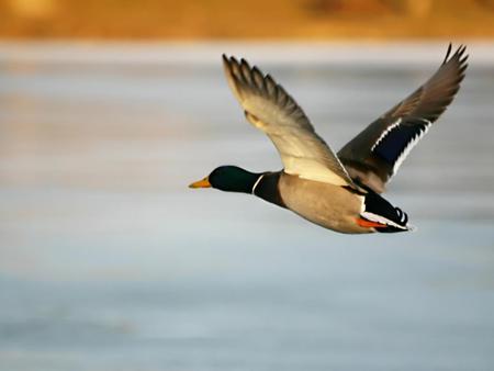 en plein vole - magnifique, eaux, oiseau, vole