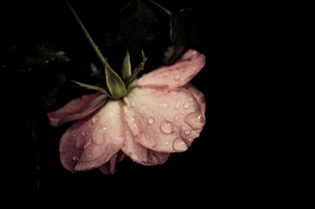 Drip - bud, flower, nature, pink