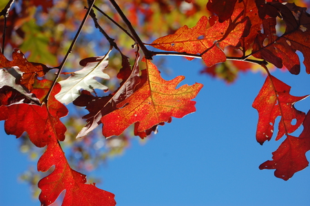 Autumn Leaves - sky, autumn, fall, red, blue, leaves, orange, leaf