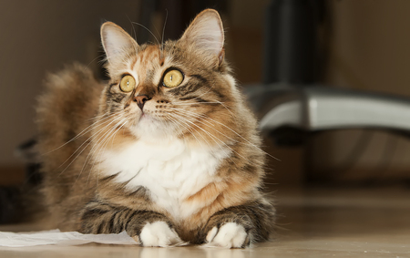 beautiful cat - sitting, brown tiger, beautiful, cat