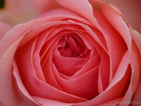 rose - plaisir, rose, amour, fleur