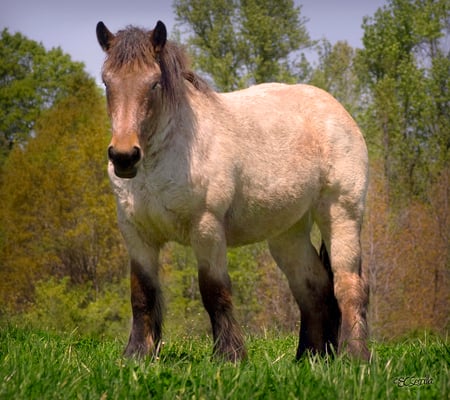 Horse - animals, powerfull, elegant, mare, gorgeous, horse, cavalo, stallion, foal