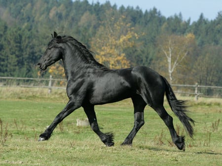 frisan horse - horses, animals