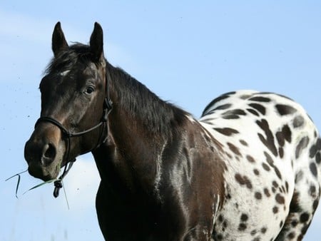 appaloosa - appaloosa, horses, animals