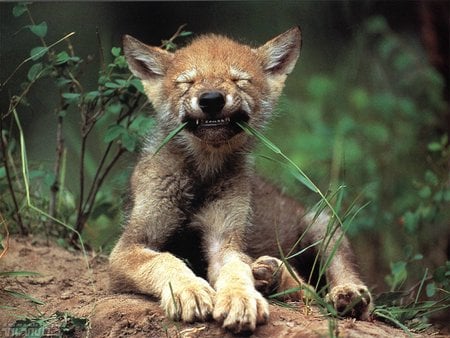 wolf cub - cub, animals, wolf