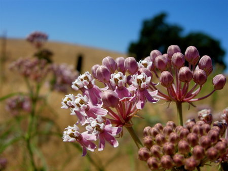 Asclepias fascicularis (Milkweed) - asclepiad, milkweed, asclepias, pink flower