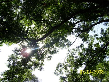 tree branches - sky, leaves, trees