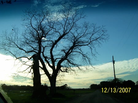 winter tree - winter, leafless, tree