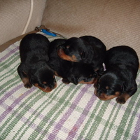 baby rottweilers