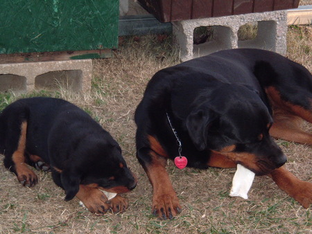 Moose & Zeza  - moose and zeza chewing