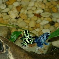 poison dart frogs