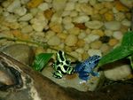 poison dart frogs