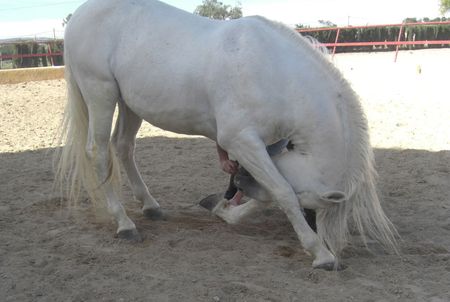 Teaching a horse how to Bow - horses, stallions, animals