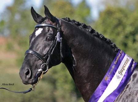 Beautiful Oldenburg Horse Silhouette